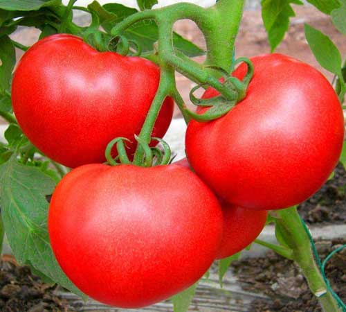 中基水溶肥让山东菜农的西红柿喜获丰收