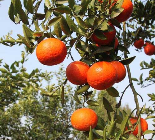 中基水溶肥让柑橘口感更喜人