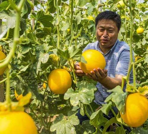 河北沙地香瓜只用中基肥