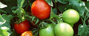 芹菜死苗是什么原因？芹菜专用肥哪家好？