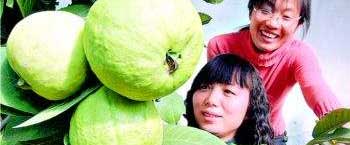 水溶肥料施用时有哪些存在误区的地方？